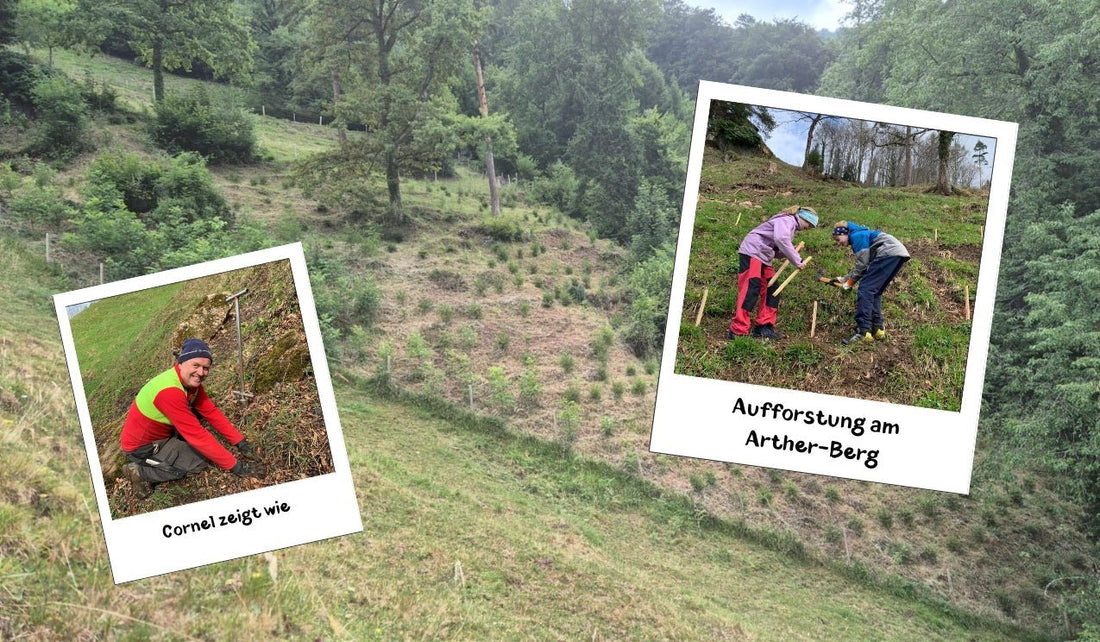 Update zur Aufforstung 2023 - washo.ch
