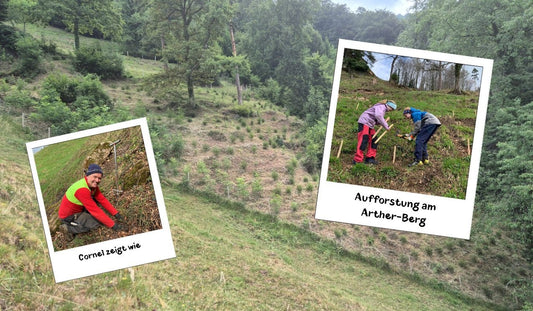 Update zur Aufforstung 2023 - washo.ch